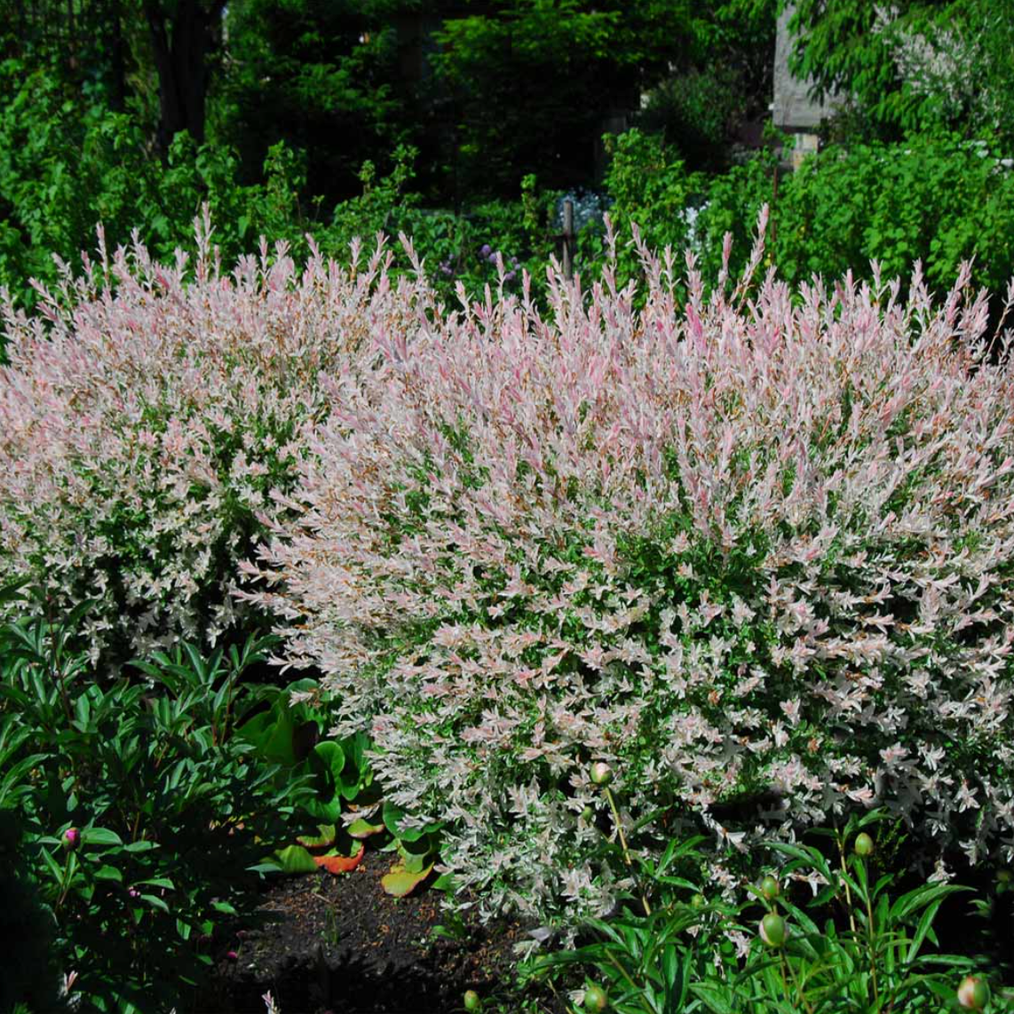 Hakura Nishiki Willow | Salix integra