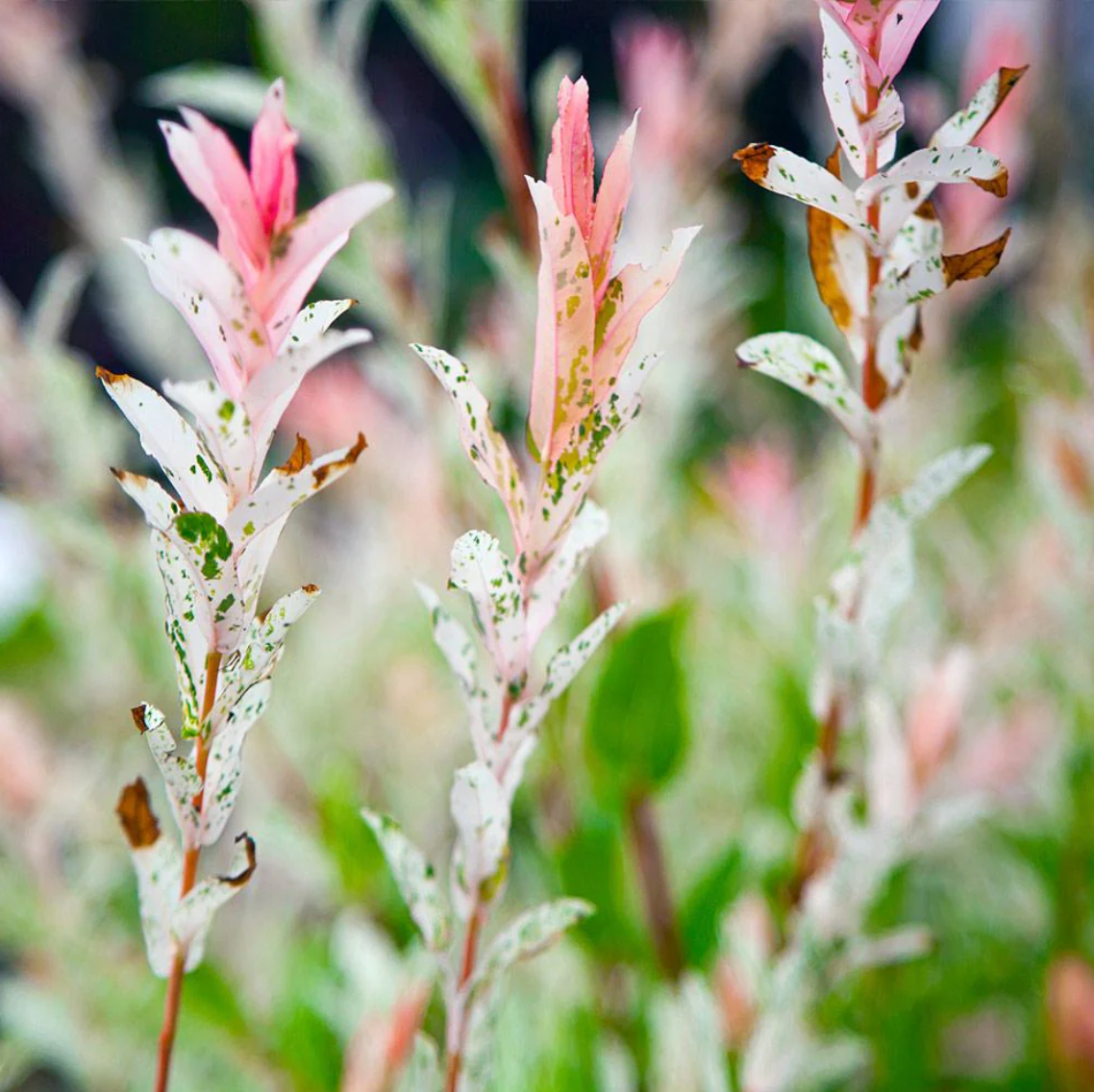 Hakura Nishiki Willow | Salix integra