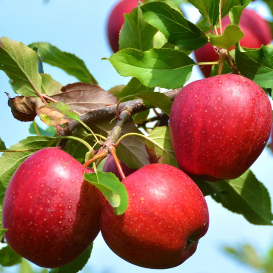 Kinderkrisp Apple | Malus ‘KinderKrisp’