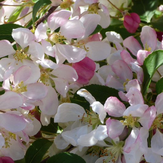 Red Jade Crabapple | Malus 'Red Jade'