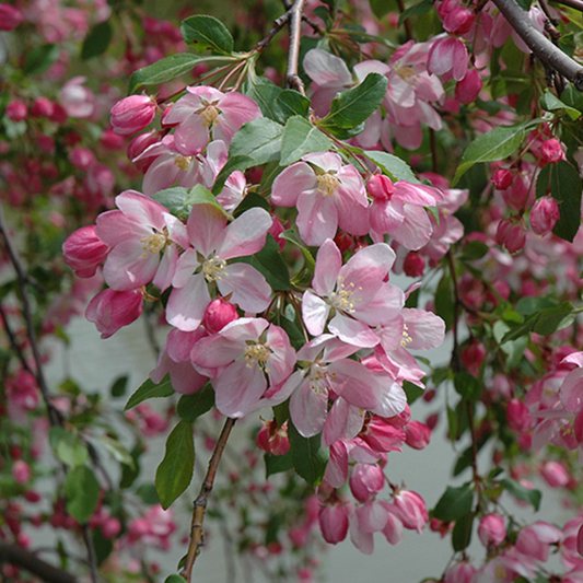 Louisa Crabapple | Malus 'Louisa'