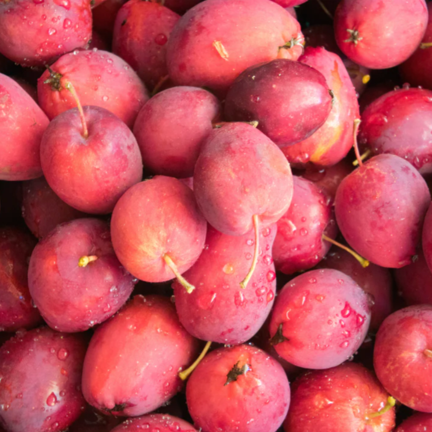 Dolgo Crabapple | Malus 'Dolgo'