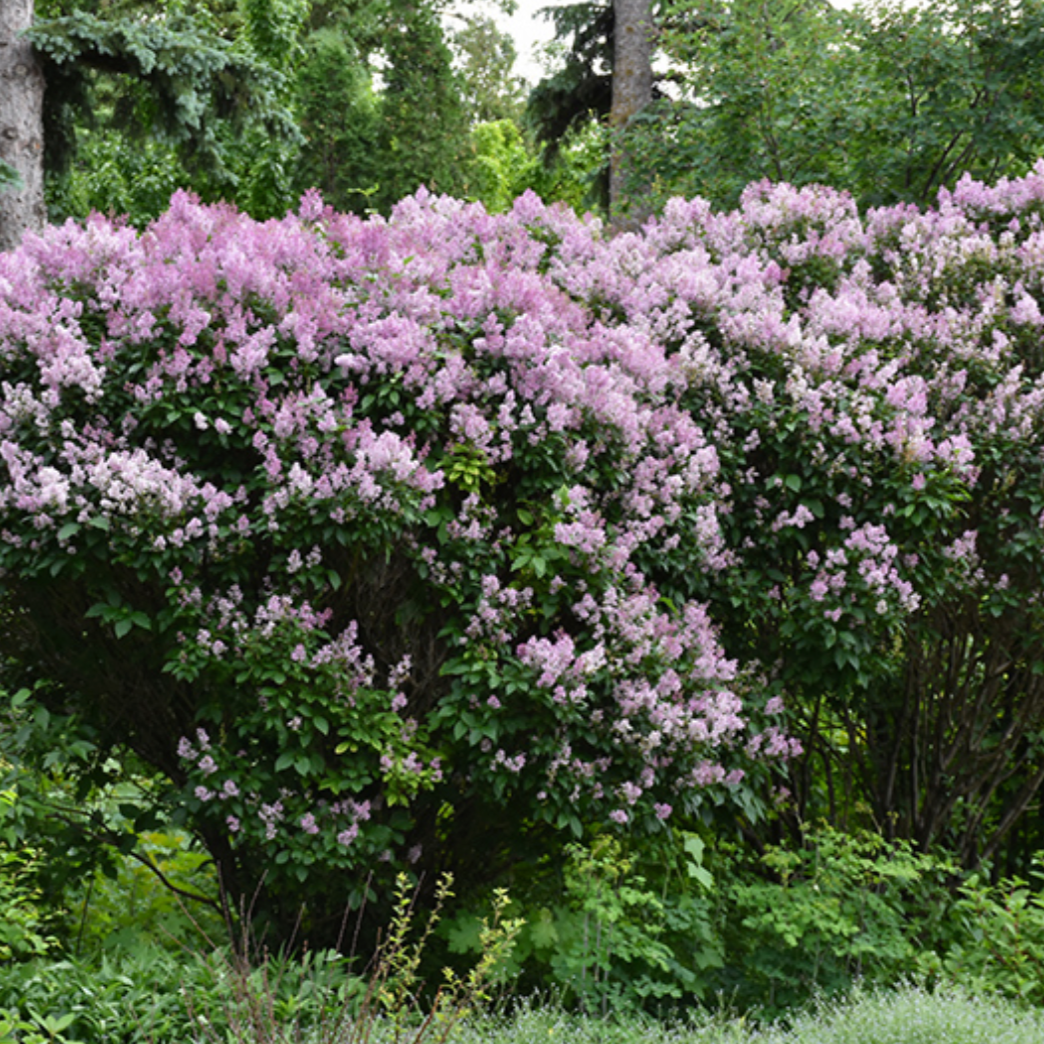 Donald Wyman Lilac | Syringa x prestoniae
