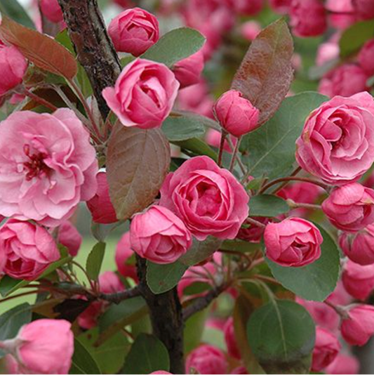 'Brandywine' Crabapple | Malus 'Brandywine'