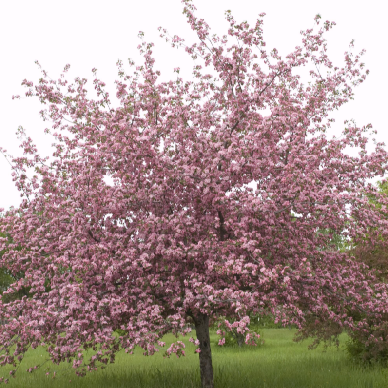 'Brandywine' Crabapple | Malus 'Brandywine'