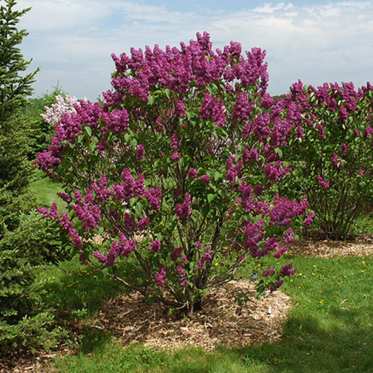 Ludwig Spaeth Lilac | Syringa vulgaris