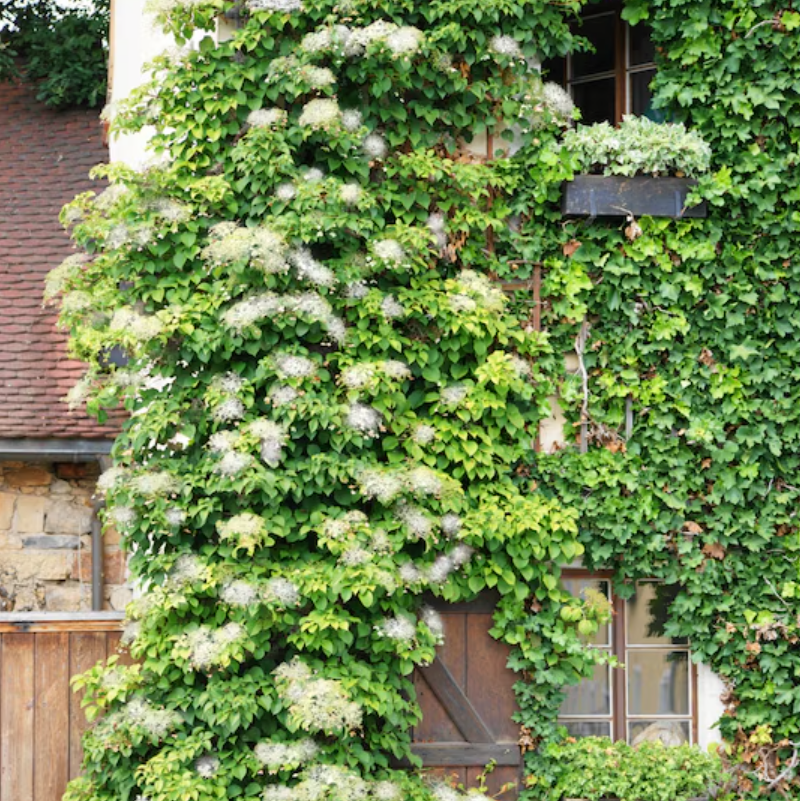 Climbing Hydrangea | Hydrangea anomala subsp. petiolaris