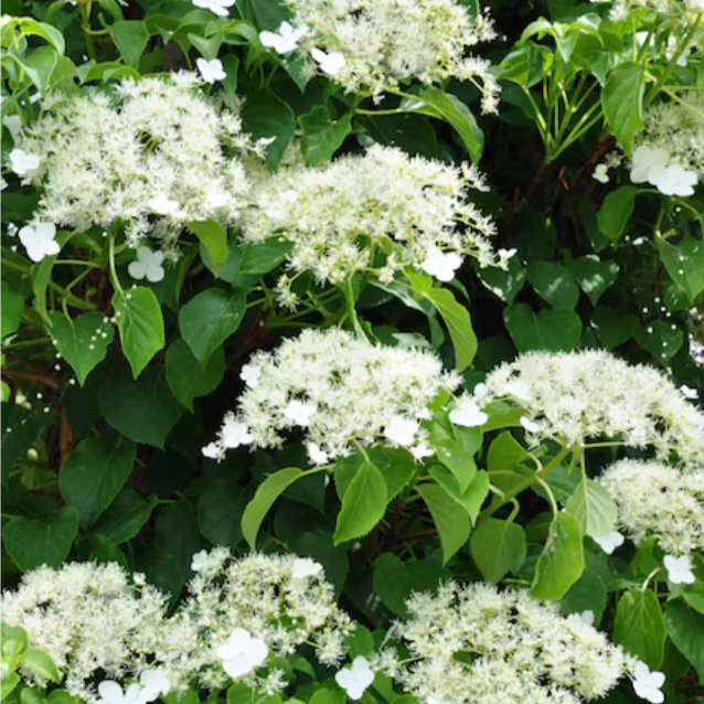 Climbing Hydrangea | Hydrangea anomala subsp. petiolaris