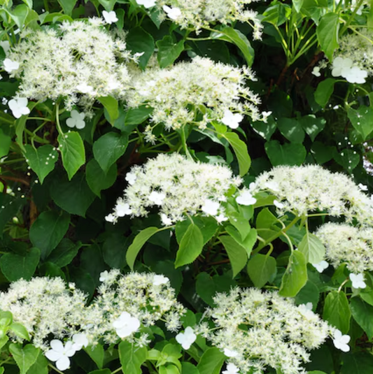 Climbing Hydrangea | Hydrangea anomala subsp. petiolaris