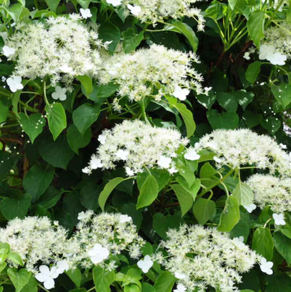 Climbing Hydrangea | Hydrangea anomala subsp. petiolaris