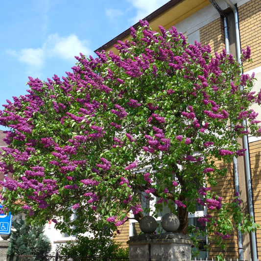 Sarah Sands Lilac | Syringa vulgaris