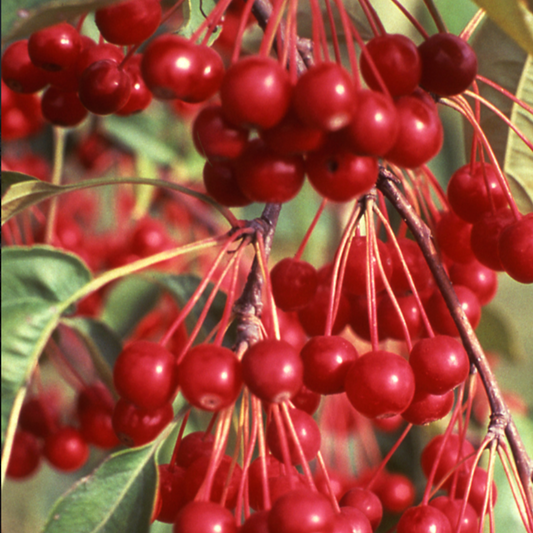 Donald Wyman Crabapple | Malus 'Donald Wyman'