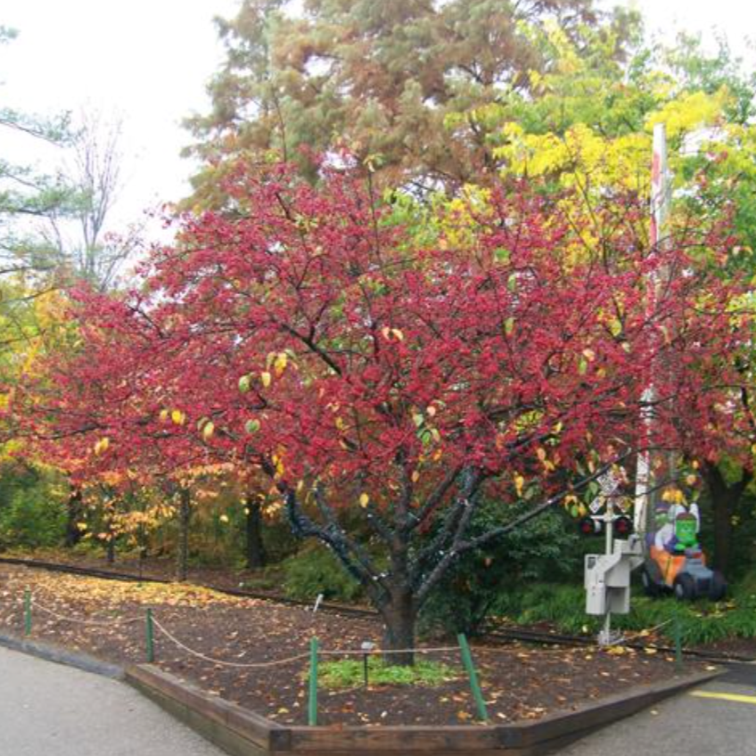 Donald Wyman Crabapple | Malus 'Donald Wyman'