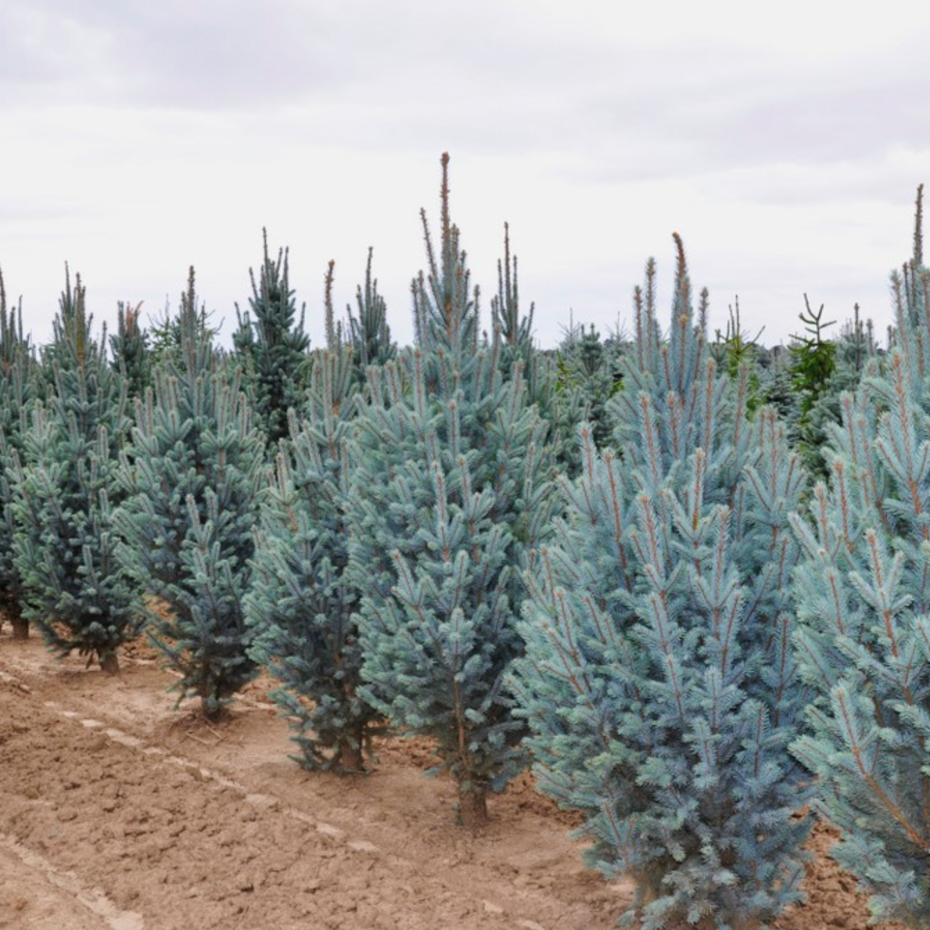 Columnar Colorado Blue Spruce | Picea pungens 'Fastigiata'