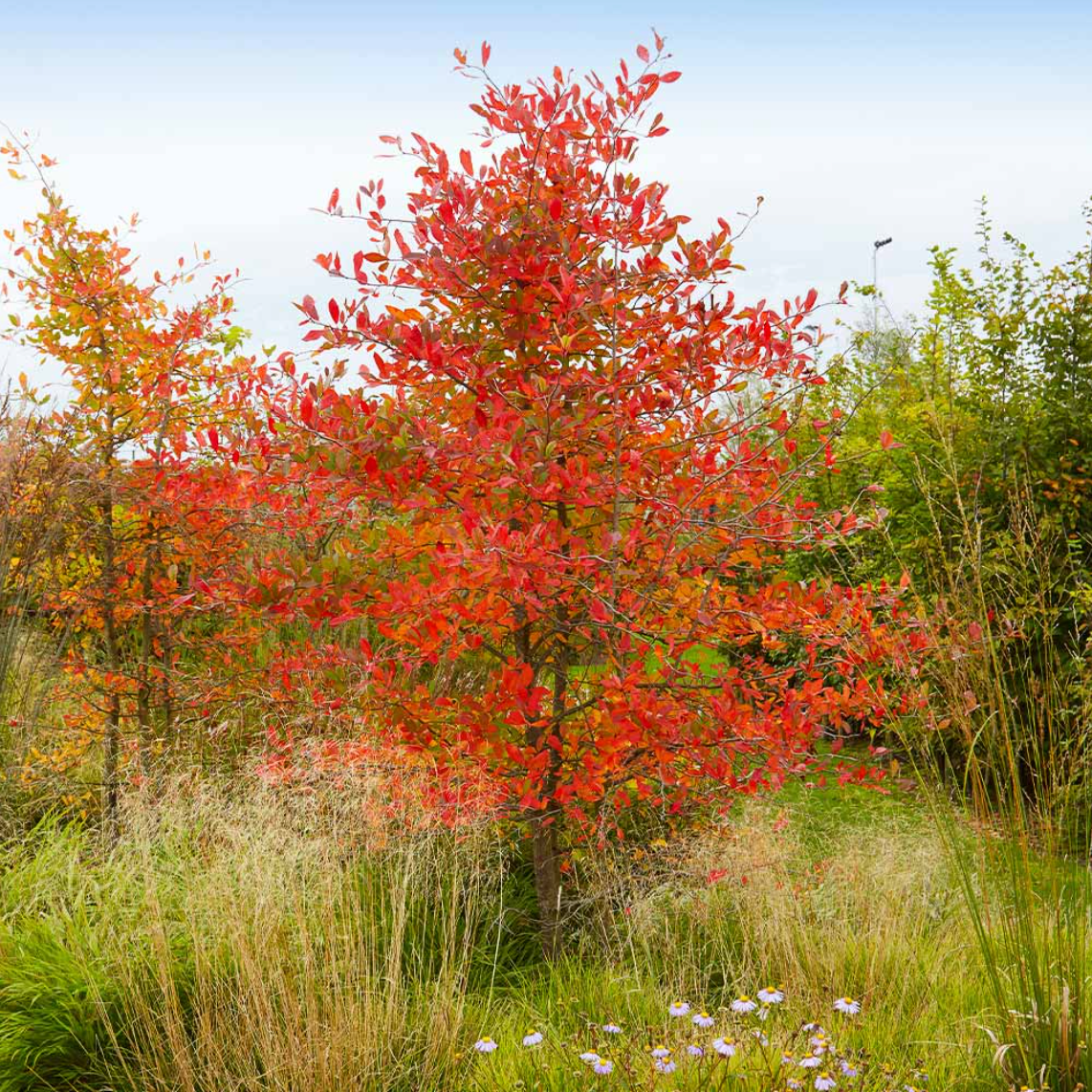 Autumn Brilliance Serviceberry | Amelanchier x grandiflora