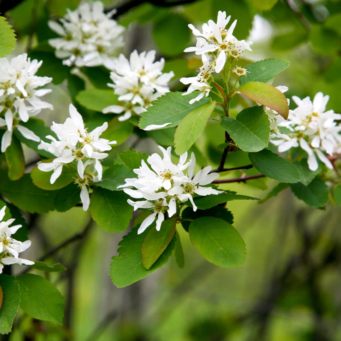Autumn Brilliance Serviceberry | Amelanchier x grandiflora