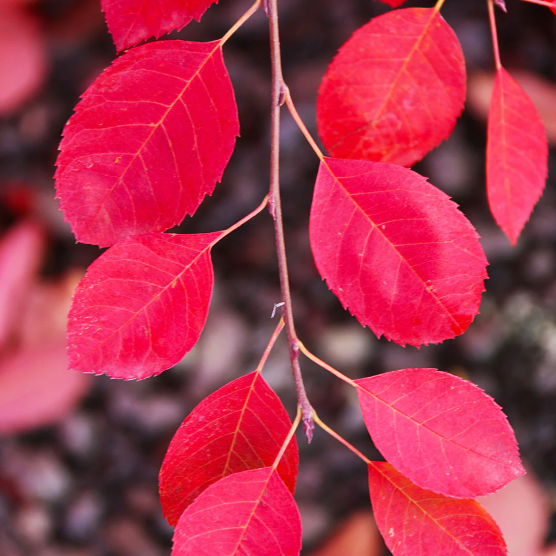 Autumn Brilliance Serviceberry | Amelanchier x grandiflora