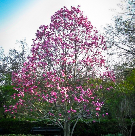 Galaxy Magnolia | Magnolia x 'Galaxy'