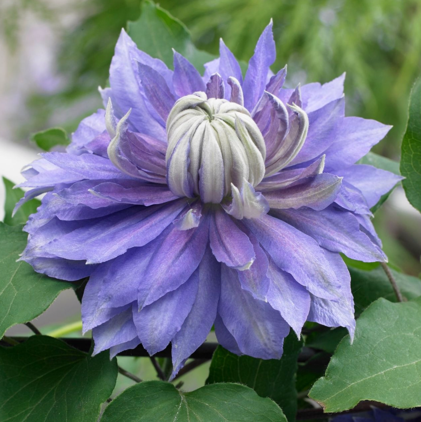 Diamantina Clematis