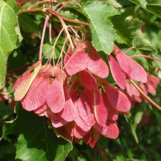 Tatarian Maple | Acer tataricum