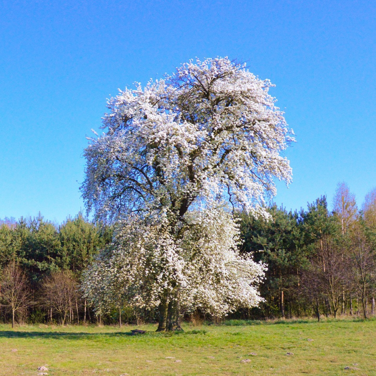 Aristocrat Pear | Pyrus calleryana 'Aristocrat'