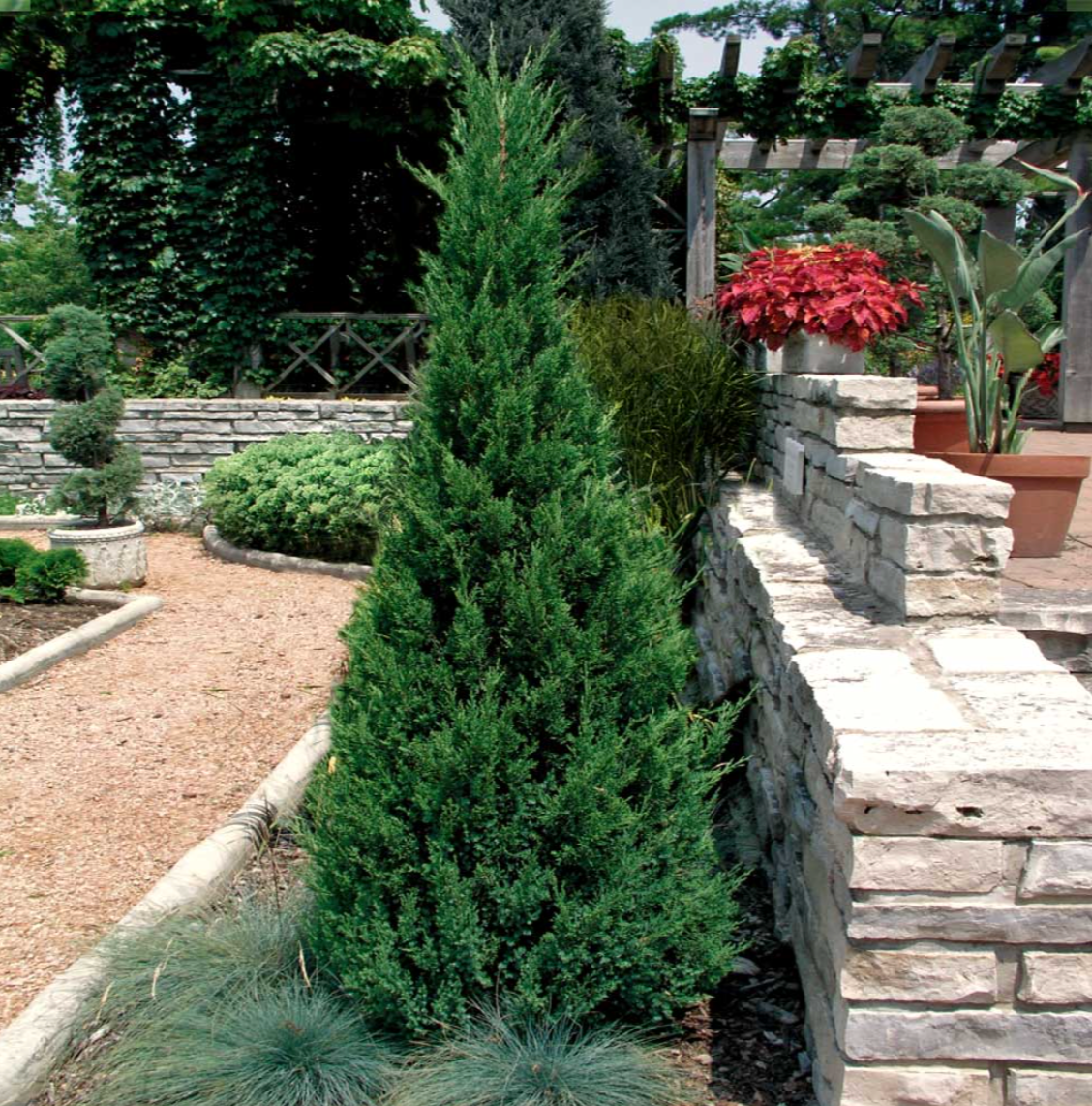 Blue Point Juniper | Juniperus chinensis