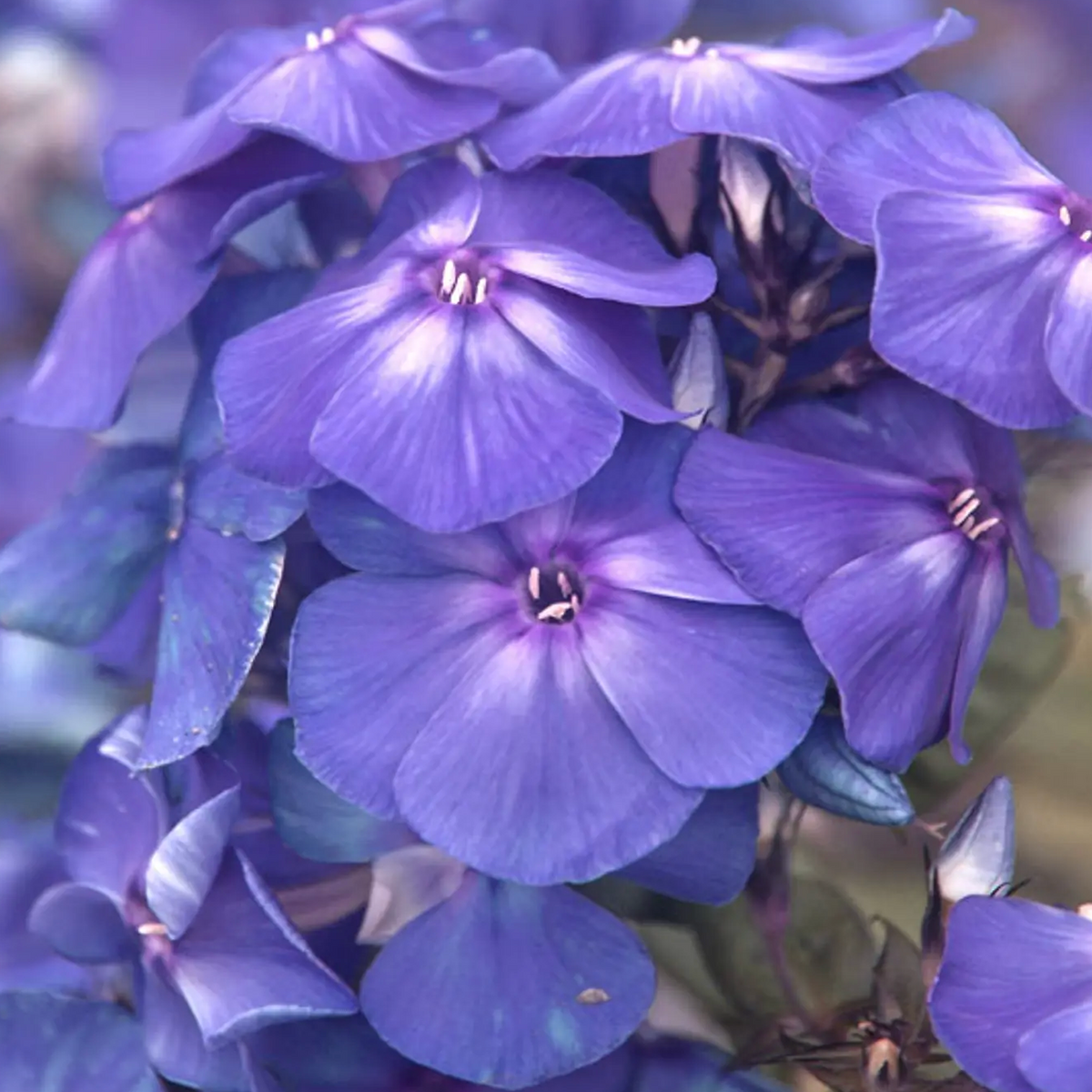 'Blue Paradise' Garden Phlox | Phlox paniculata