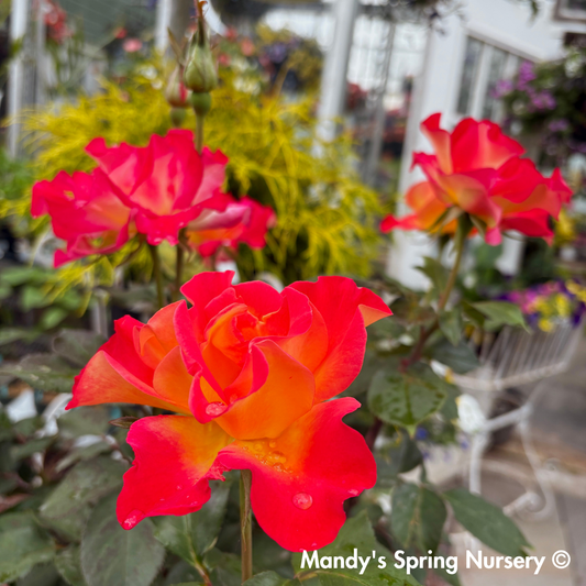 Sunset Horizon Floribunda Rose Tree-Form | Rosa