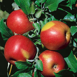 Sweet Sixteen Apple | Malus