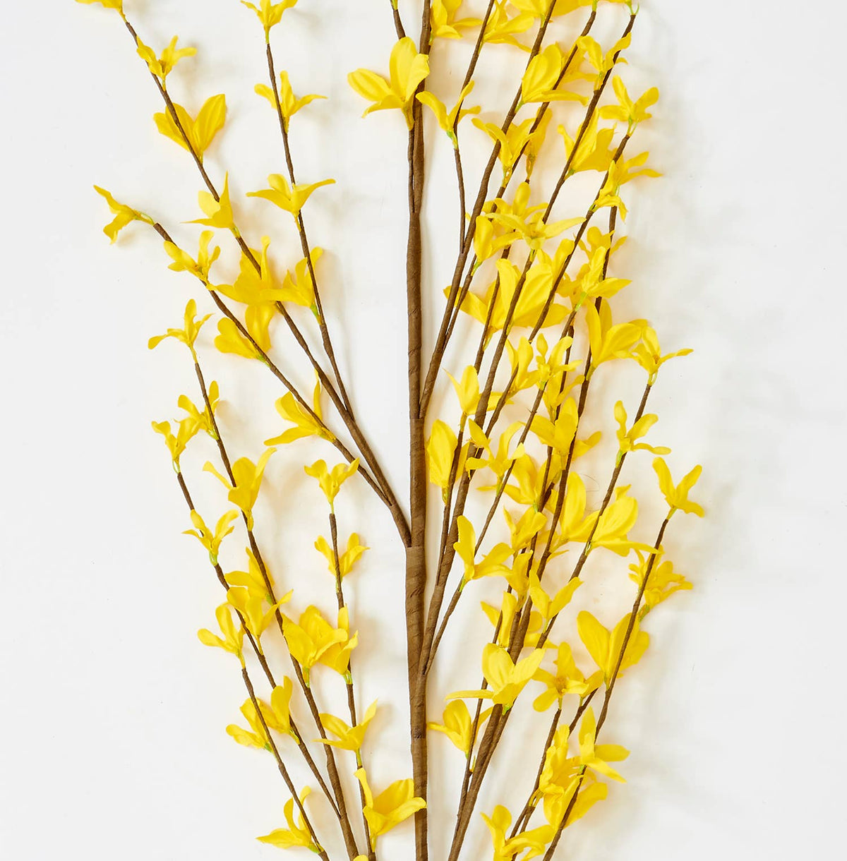 57" Forsythia Stem