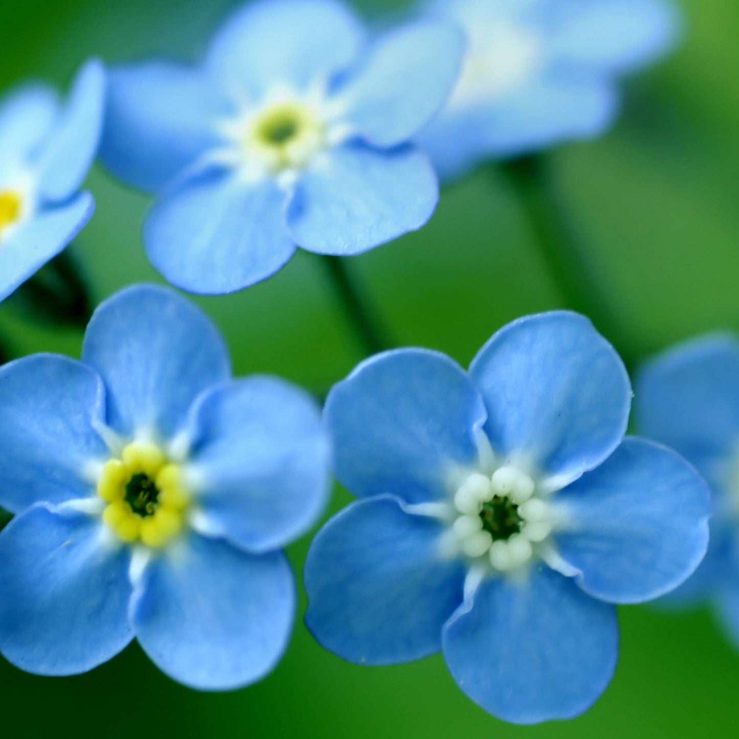 Garden in a Bag | Love - Forget Me Nots | Spring Garden