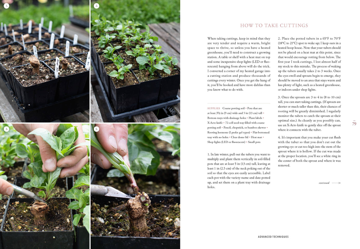 Floret Farm's Discovering Dahlias
