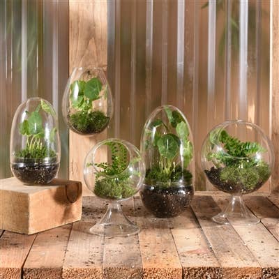 Sole Wall Terrarium, Glass - Lrg