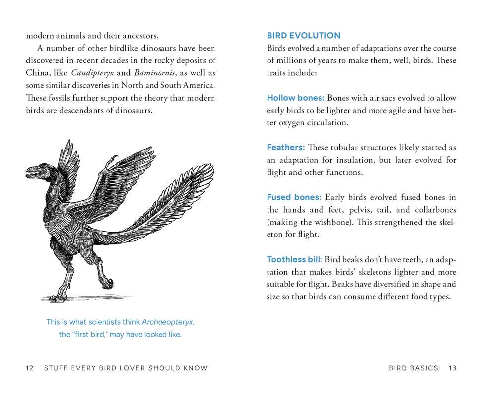 Stuff Every Bird Lover Should Know by Alice Sun