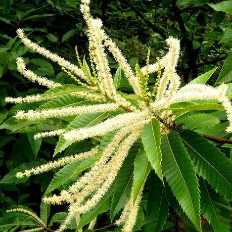 American Chestnut (Chinese Hybrid) | Castanea dentata x mollissima 'Dunstan'