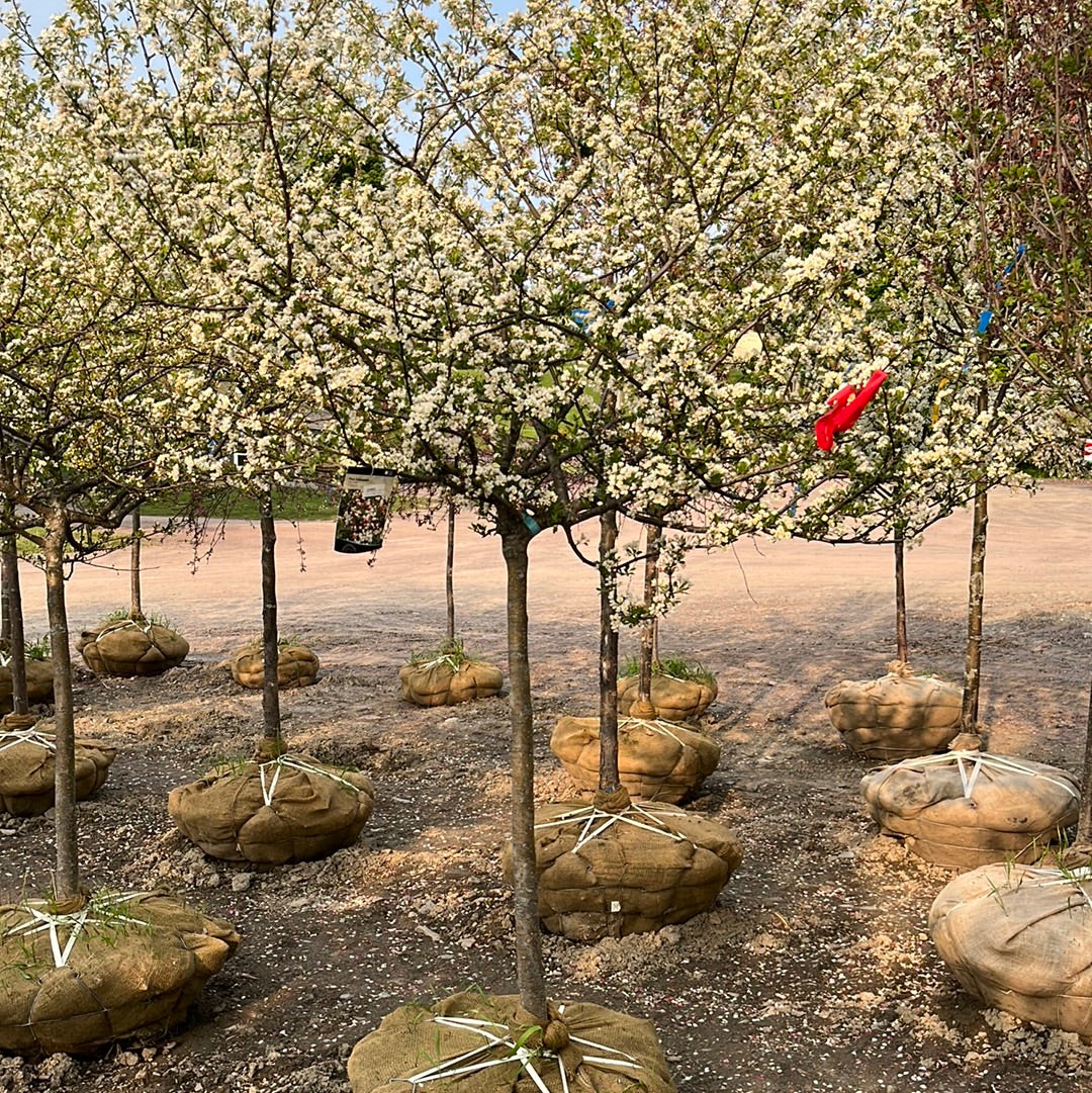 Tina Crabapple | Malus Tina'