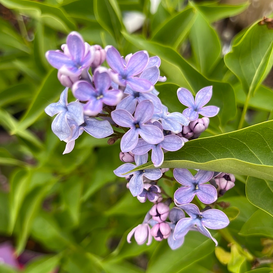 Wedgewood Blue Lilac | Syringa vulgaris