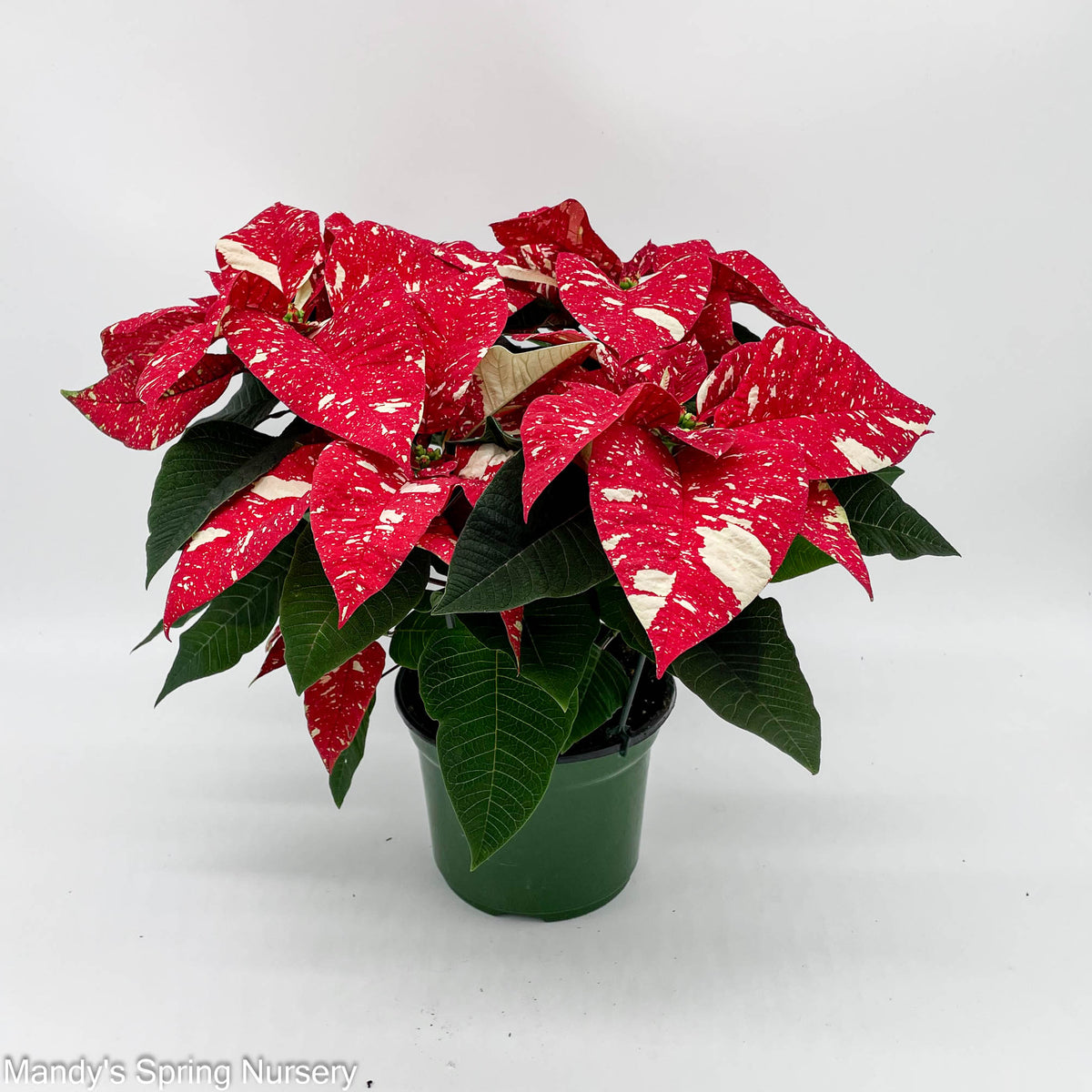 Poinsettia - Live Plant
