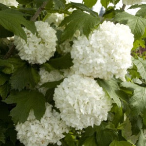 Eastern Snowball Bush | Viburnum opulus 'Sterile'