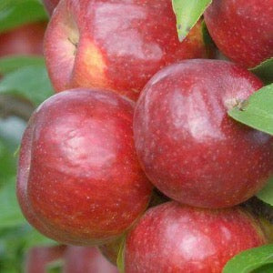 Frostbite Apple | Malus 'MN 447'