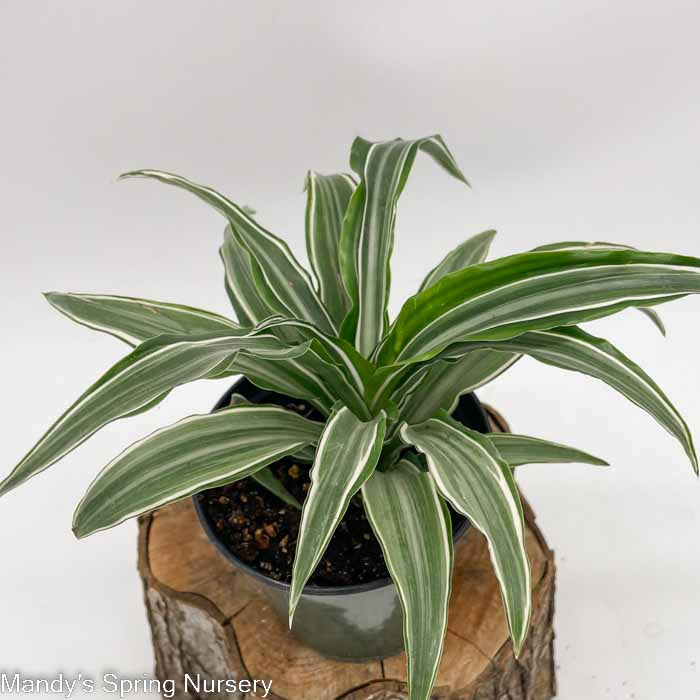 White Jewel Dracaena | Dracaena fragrans 'White Jewel'