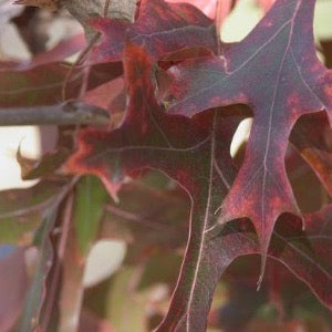 Majestic Skies Northern Pin Oak | Quercus ellipsoidalis 'Bailskies'