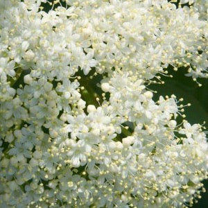 Nannyberry Viburnum | Viburnam lentago