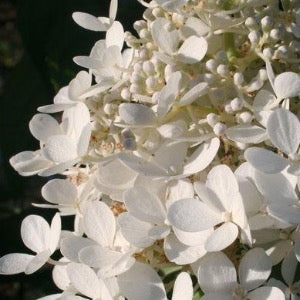 Phantom Hydrangea Tree | Hydrangea paniculata 'Phantom'