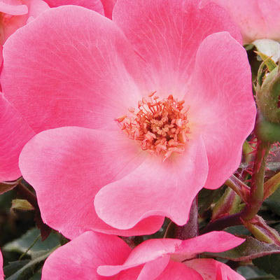 Pink Knock Out Rose | Rosa