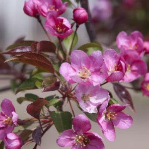 Red Splendor Crabapple | Malus 'Red Splendor'