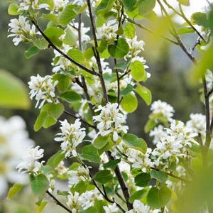 'Regent Saskatoon' Serviceberry | Amelanchier alnifolia 'Regent'