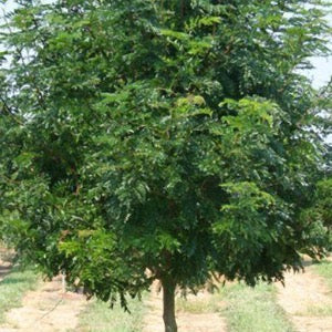 Skyline Honeylocust | Gleditsia triacanthos var. inermis 'Skycole'