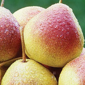 Summercrisp Pear | Pyrus