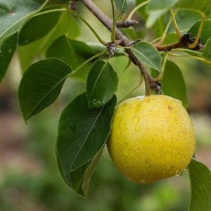Tawara Asian Pear | Pyrus